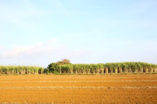 冬季是欣赏甘蔗采收风景的好时机
