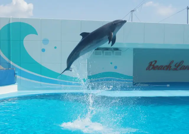 與海洋生物親密接觸，盡情玩樂於玩具世界的主題樂園