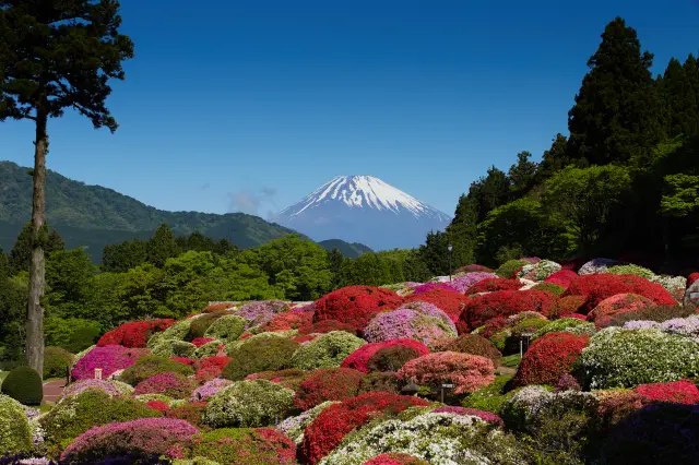 Jaw-dropping vistas of Mt. Fuji framed by blooming azaleas like you can only find here.  