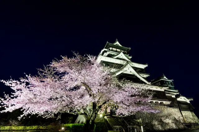 城堡与夜樱同框的绝美景观