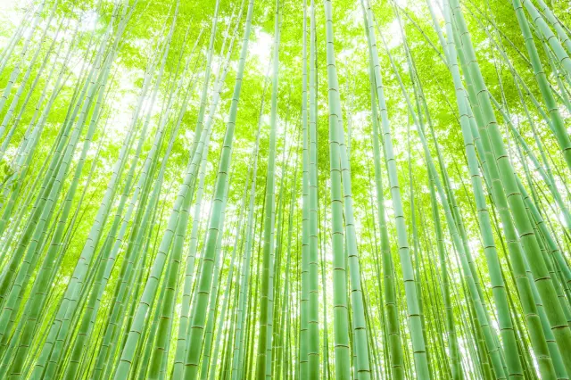 In Japan, bamboo groves (chikurin) can be found in various locations.