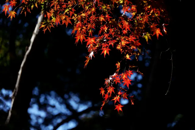 在高尾山山麓公园也能欣赏到美丽的红叶