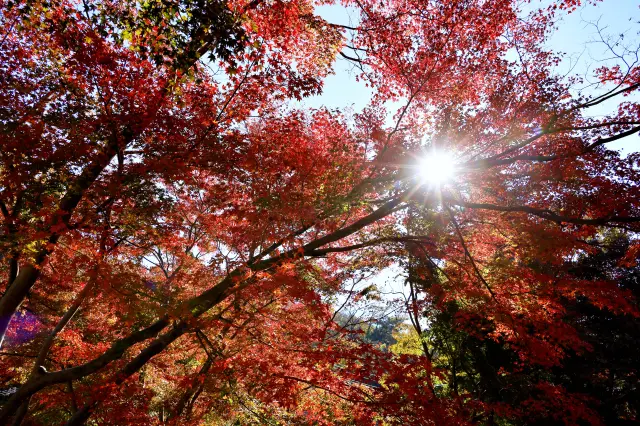 通往高尾山山麓的沿途，随处都能看到美得令人惊艳的红叶