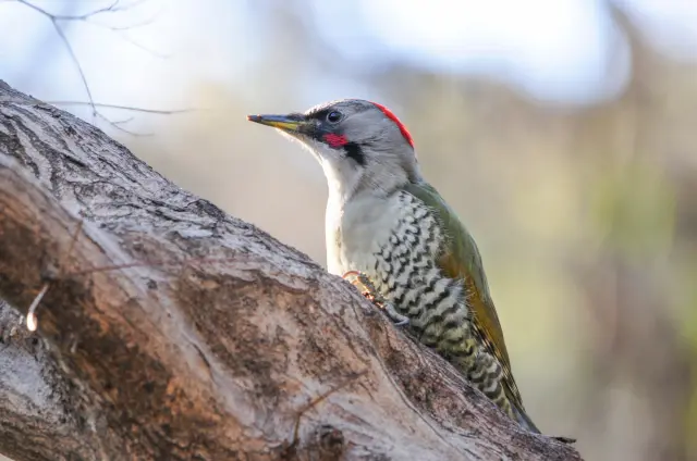 不要随意采摘植物，只限于观察即可
