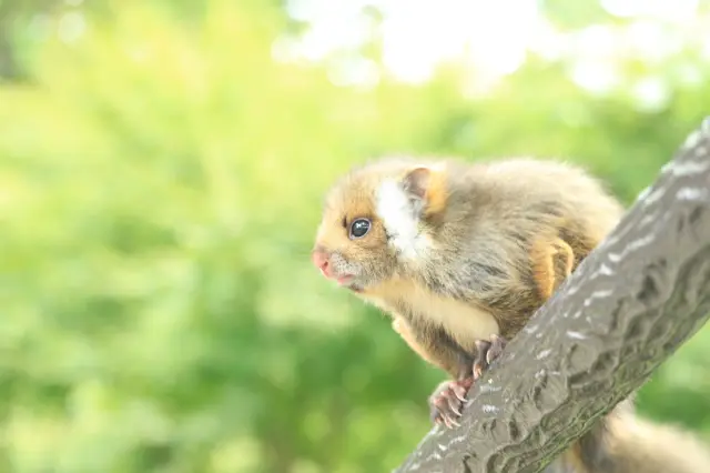 高尾山中栖息着鼯鼠和狸猫等动物，请不要给它们喂食