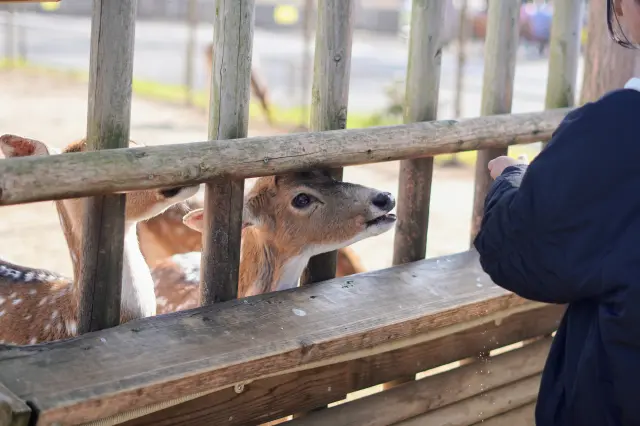 餵食等和動物互動的活動也超有趣