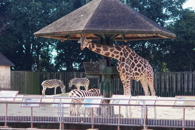 【東武動物公園玩法完整指南】必看重點和推薦玩法一篇掌握！