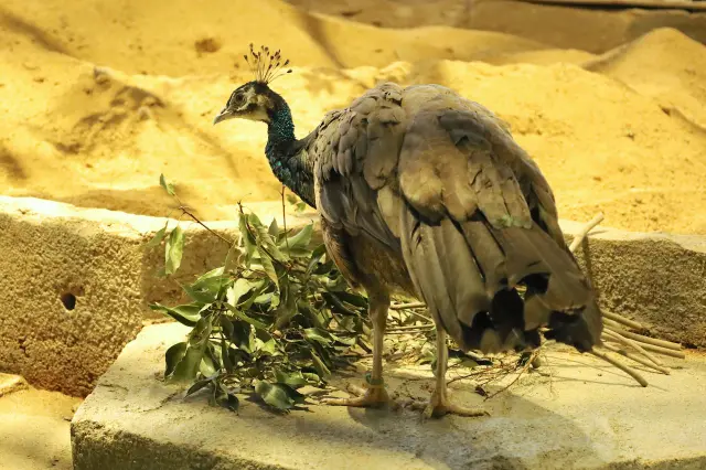 In the "Behavior" zone, animals move freely. Avoid touching them and kindly give way.