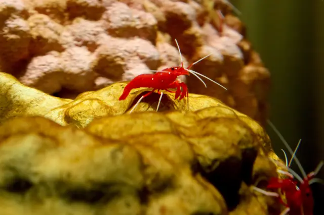 The Blood Red Fire Shrimp, with white-tipped legs that resemble tiny socks.