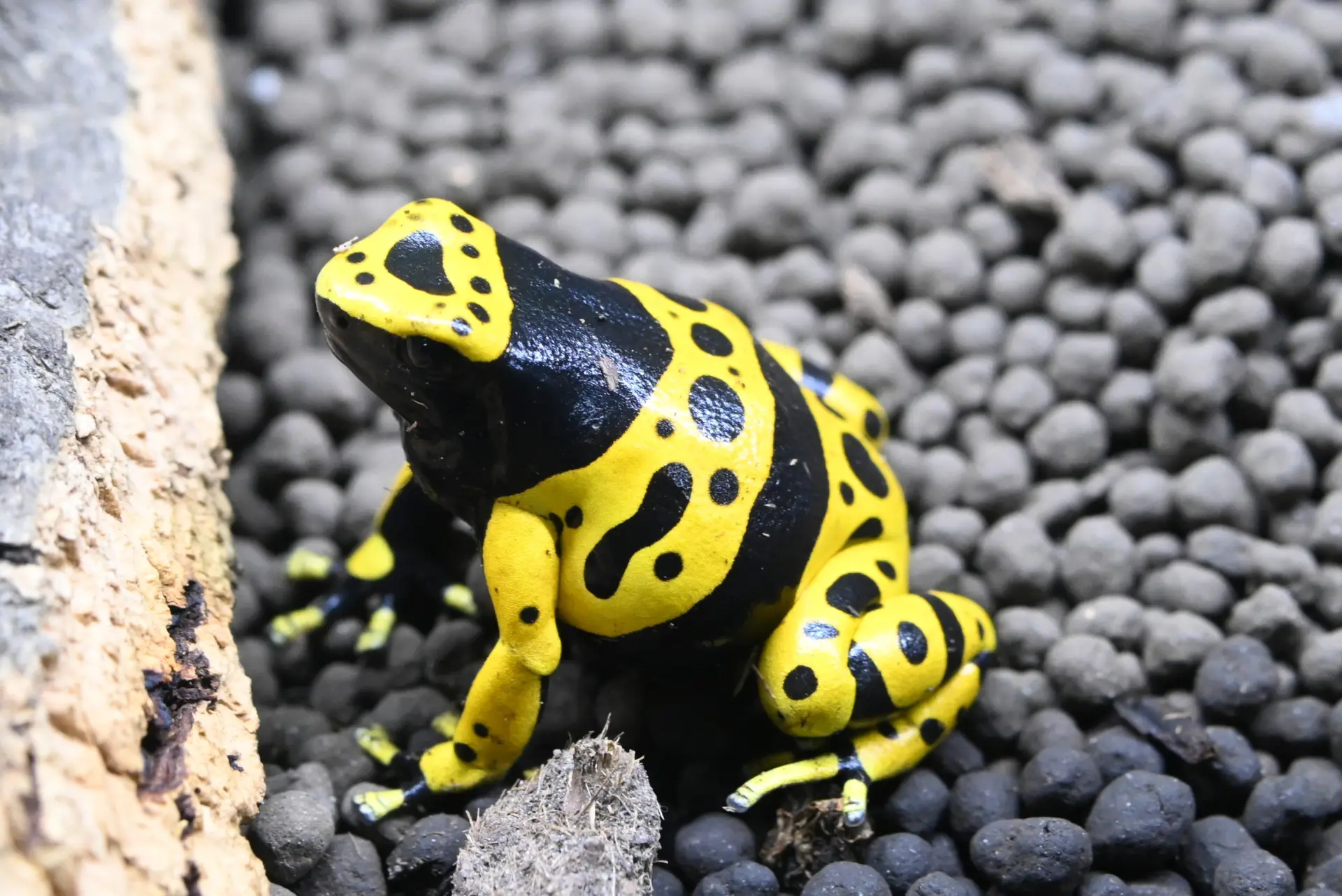 The yellow-banded poison dart frog lives on the floor of South America’s tropical rainforests. Its distinctive coloration serves as a warning to predators.
