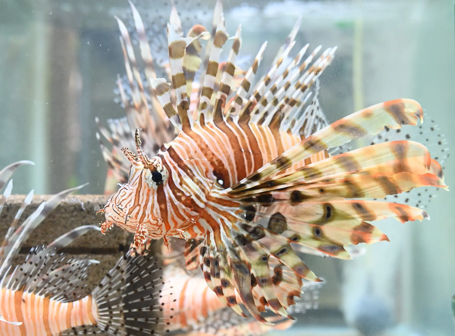 The red lionfish, a nocturnal species found along Japan’s coasts and throughout the Indo-Pacific