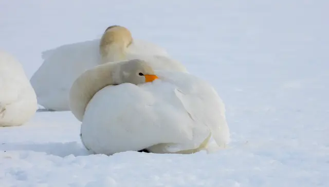 Whooper Swans Resting on the Snow (January)