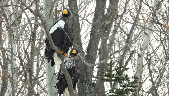Steller’s Sea Eagles Gathering in Trees Along the River