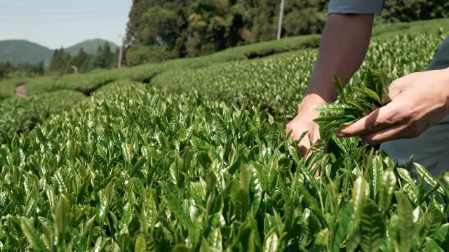 源自山明水秀的村落──白川町的和紅茶品牌「發酵和茶 Trinitea」