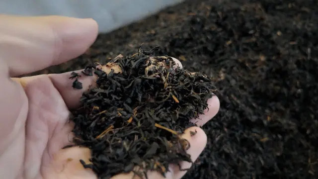 和紅葉是茶葉發酵後製成