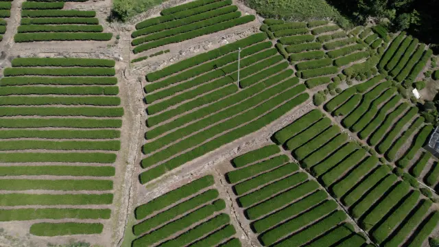 白川町遼闊的茶園