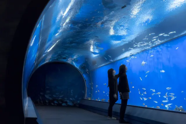去多少次都不會厭倦，世界頂級規模的水族館