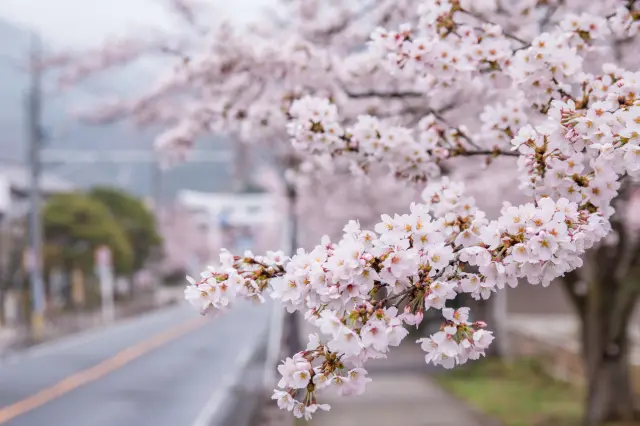 長瀞的櫻花季為3月下旬至4月上旬