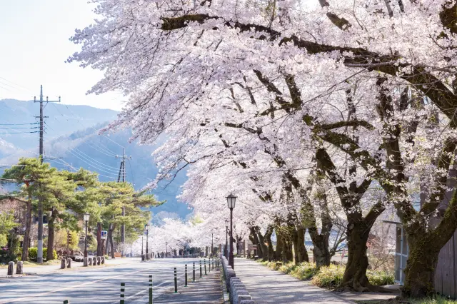 「寶登山參道」旁的櫻花樹