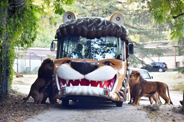 車内から間近に動物を見られる