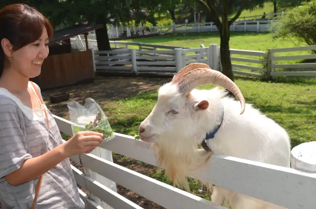 様々な動物たちとたくさん触れ合える観光牧場