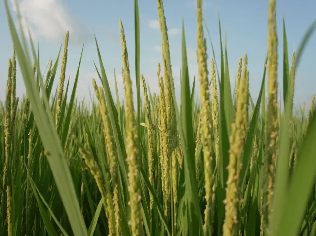 南魚沼越光米是眾多越光米品牌中知名度最高的