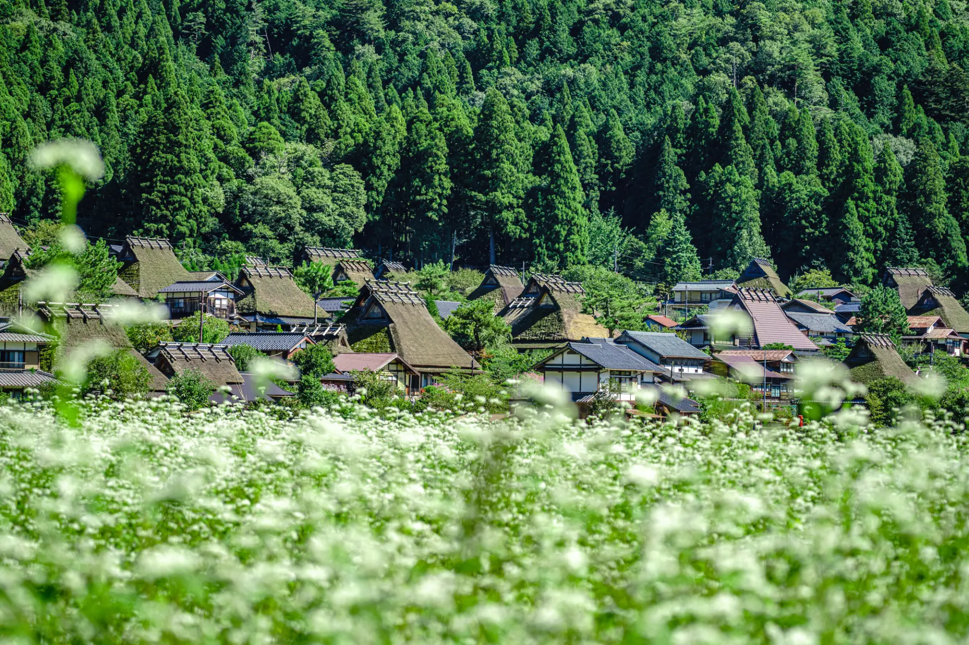 美山かやぶきの里の観光完全ガイド】日本の原風景と古き良き文化
