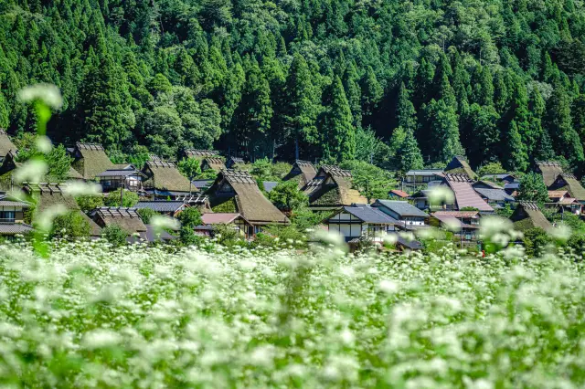 【京都美山茅葺之里完整指南】體驗日本原始風景～推薦玩法、必看重點一篇掌握！