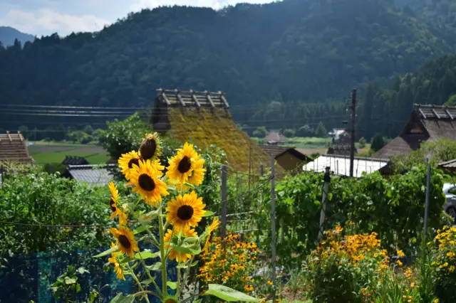 盡情享受夏季限定的里山風光