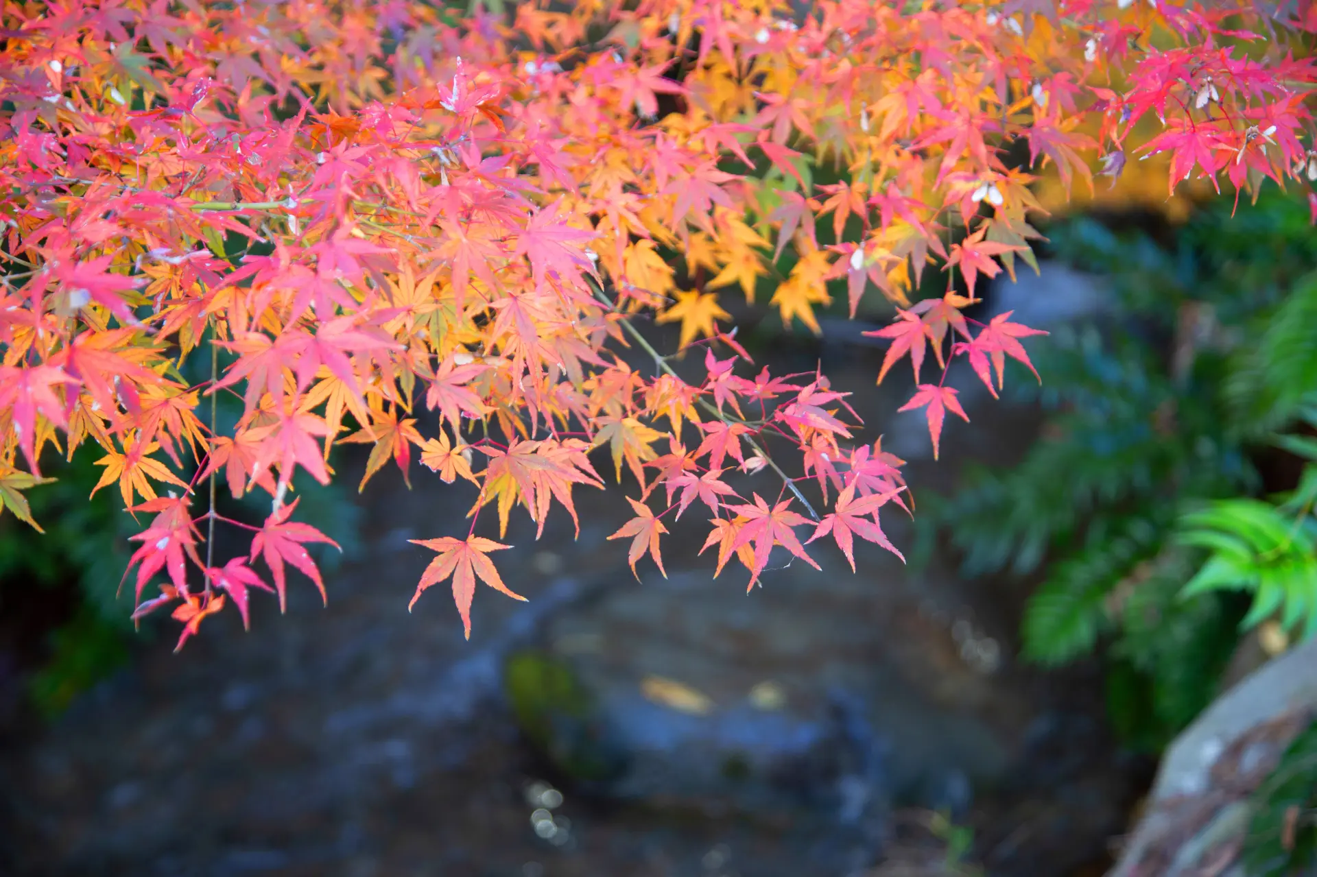 四季折々の植物を鑑賞できる府中で楽しむ！紅葉や旬の味わいを