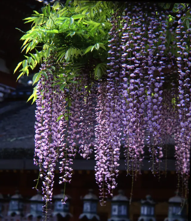 樹齡超過700年的名樹「砂藤」