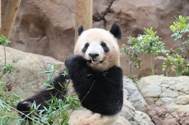 多種多様な動物に出会える上野動物園