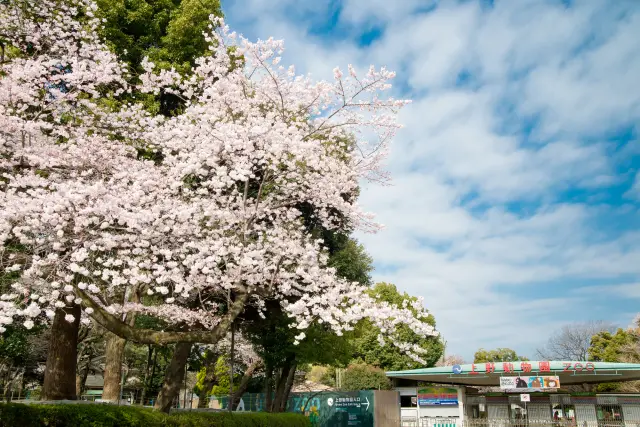 最推薦在春季造訪，還能同時享受賞櫻樂趣