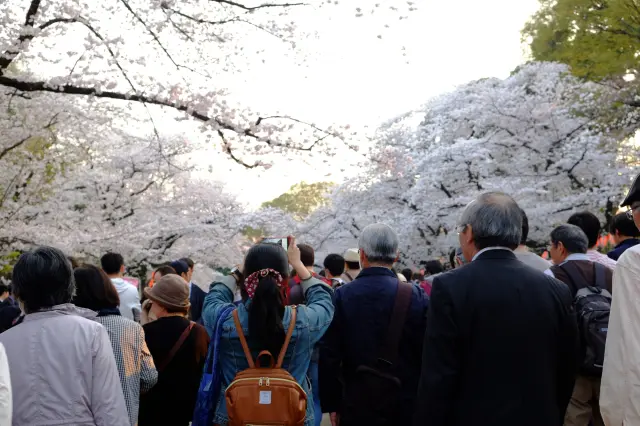 櫻花季的上野動物園週邊