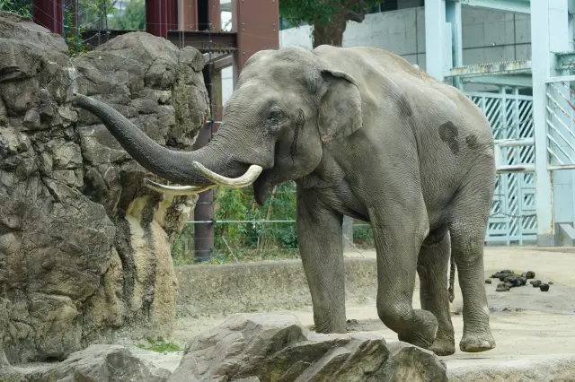 能仔細觀察亞洲象生態的人氣園區
