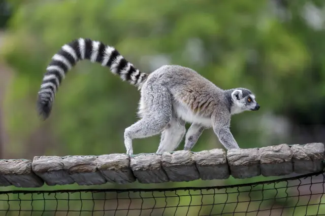 多種多様な動物に出会える上野動物園