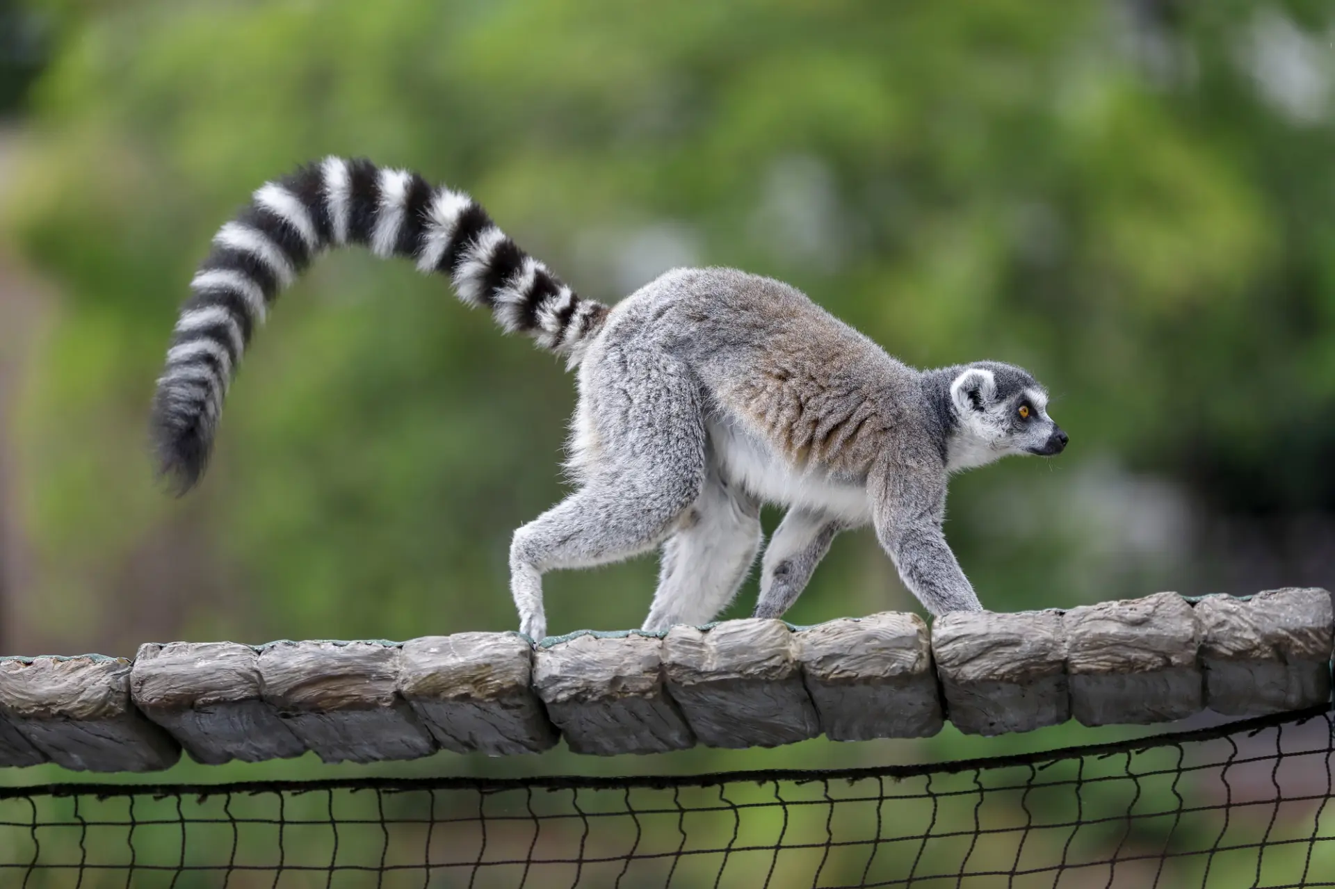 多種多様な動物に出会える上野動物園
