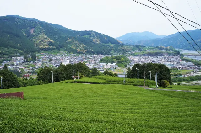 市內隨處都能看到茶園的身影