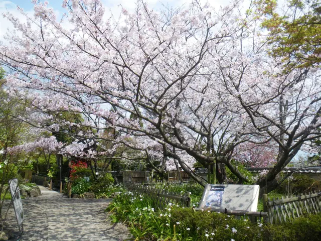 白野江的「里櫻」迎接每位賞花客