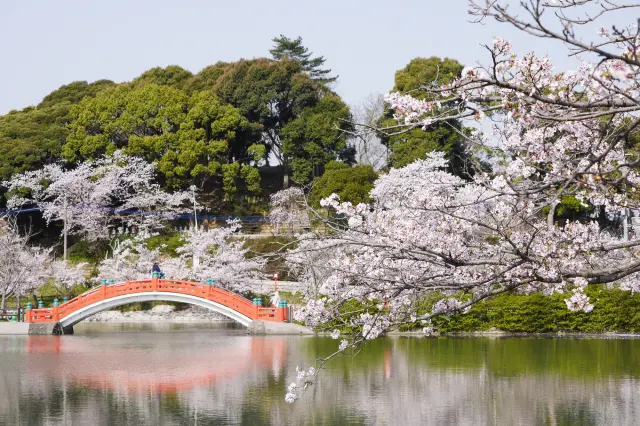 在都市公園中漫步悠閒賞櫻