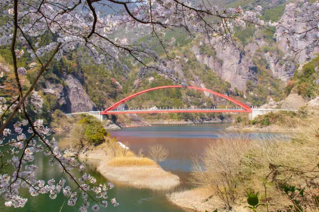 裝點大壩的櫻花與岩壁交織出壯麗景色