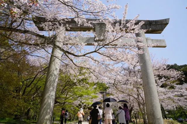 春の神社ならではの光景は必見
