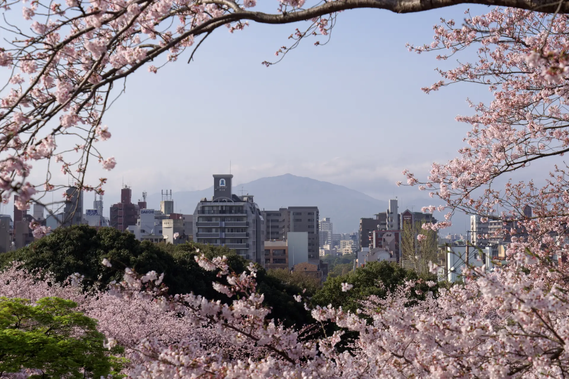 An observation deck with views over Fukuoka City through the cherry blossoms