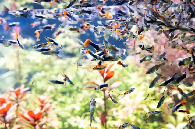 Cute, colorful guppies