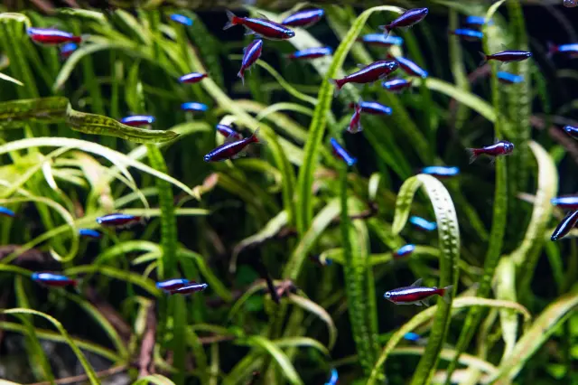 Cardinal tetras that shift color depending on the viewing angle