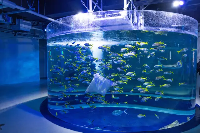 The “Mega Cylinder,” where Yellowtail fusiliers form a swirling tornado.