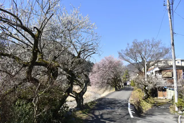 Red and white plum blossoms in full bloom along the walking path.