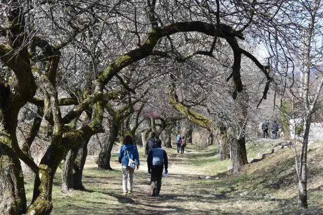 Plum blossom tunnel just waiting for you to pass under.