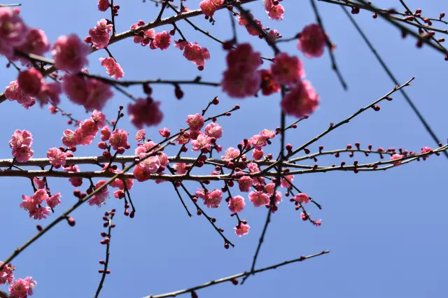 A stunning contrast between the blue sky and vibrant plum blossoms.