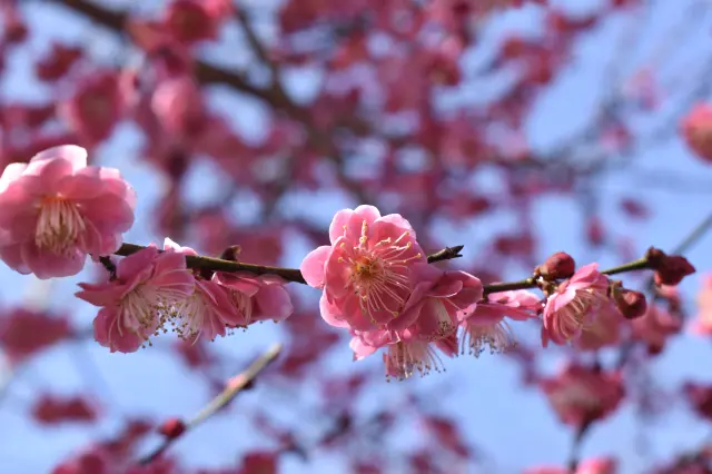 A prime time at Mt. Takao with hiking and strolling through the plum groves.